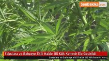 Saksılara ve Bahçeye Ekili Halde 115 Kök Kenevir Ele Geçirildi