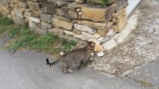 Komşudan Peluş Oyuncak Çalıp Oynayan Kedi