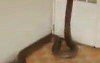 Kral Kobranın Eve Girme Çabası