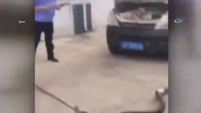 Aracından 3 Metrelik Kral Kobra Çıkan Çinli