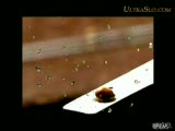 Ağır Çekimde Mısır Patlatma :))