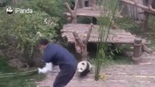 Bakıcısından Ayrılmayan Panda