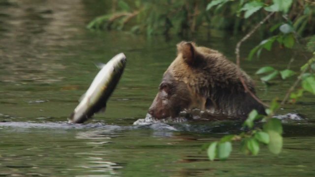 Growing Up Wild (2016) Fragman