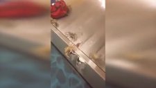 Bavul Bandından Yengeç Ordusunun Çıkması