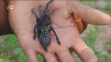 Kamboçyalıların Tercihi: Kızartılmış Tarantula