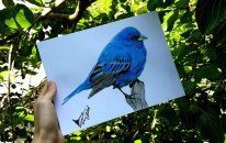 Gerçekçi Kuş Çizimi | Realistic Bird Drawing