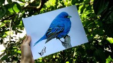 Gerçekçi Kuş Çizimi | Realistic Bird Drawing