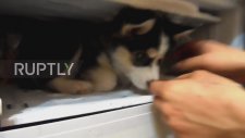 Buzdolabından Çıkmak İstemeyen Husky