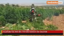 Diyarbakır'da 465 Bin 719 Kök Kenevir Ele Geçirildi