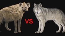 Kurt vs Sırtlan Kapışması (Karşılaştırma Videosu-Kim Kazanır)