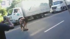 Dev Pitonu Kucaklayarak Uzaklaştıran Kadın