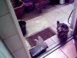 cizmelerle kavga eden kedi )