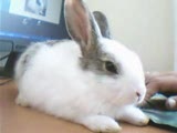 kıtır the rabbit 1.0