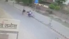 Motorcuya Saldıran Öfkeli Boğa