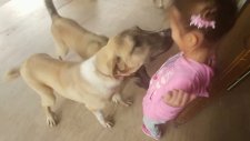 3 Yavru Kangal Köpeği ve Elif ,eğlenceli Çocuk Videosu