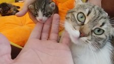 Elif ve Minişler , Canlı Yayın