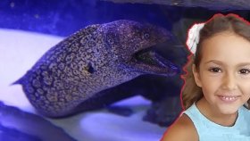 Antalya Akvaryum, Dünyanın En Büyük Akvaryum Tüneli, Elif Burayı Gezmeye Doymuyor