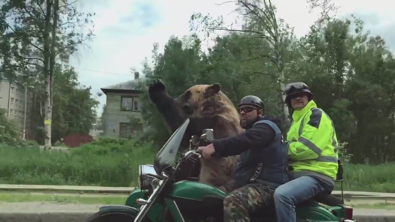 Медведь на мотоцикле фото