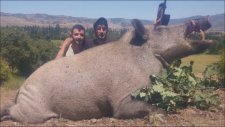 Tokat'ta 350 Kg'lık Domuz Vurulması