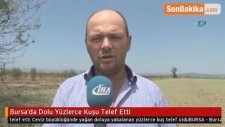 Bursa'da Dolu Yüzlerce Kuşu Telef Etti