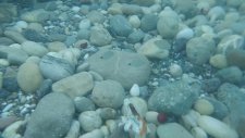 Denizde Müthiş Sualtı Görüntüleri,balıklara Yem Verdik Hepsi Biraraya Toplandılar,çocuk Videosu