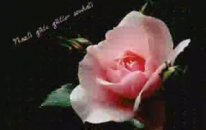 Hasan Dursun - Açan Çiçekler