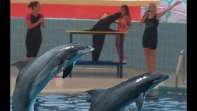 Deniz Aslanı Ve Yunuslar Dolusupark Aqua Parkta Gösterideydik, Eğlenceli Çocuk Videosu