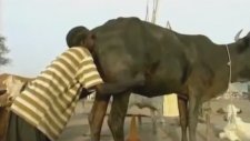 Afrika Usulü İnek Sıçırtma