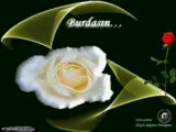 burdasın