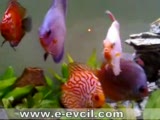 discus tank