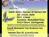 saka kanarya çiftleşmesi