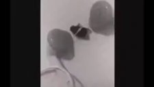 Sineğe Aleyna Tilki İşkencesi