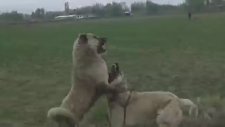 Deli Gibi Boğuşan Köpekler