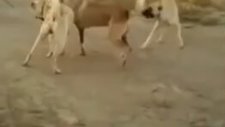 Kangal Dövüşü Dediğin Böyle Olur