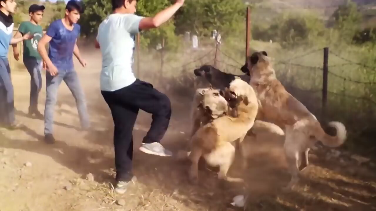 alman kurdu kangal dövüşü izle