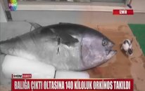 140 kg balık oltasına böyle takıldı?