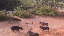 Vahşi Köpeklerin Kral Kobrayla İnanılmaz Savaşı