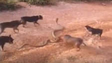 5 Köpeğin Kral Kobraya Saldırması