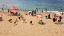 Köpeklerin Kumcağız Plajına İnmesi
