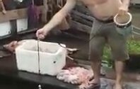 Piranayı Bağırsak İle Tutan Balıkçı