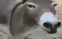 Eşeğin Gülüşü Çok Komik