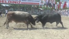 Güreşen Boğaların Tel Örgüleri Aşması