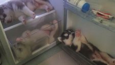 Husky Yavrularının Buzdolabında Huzur Bulması