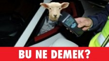 Bu Ne Demek? - Fotoğraflı Soğuk Espri Yarışması