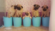 Tatlı Pugların Banyo Vakti