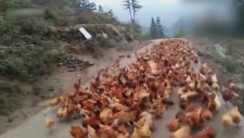 Bir Islıkla Tavuk Sürüsünü Toplamak
