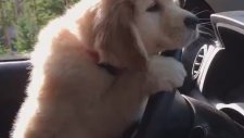 Tatlı Köpeğin Araba Kullanması