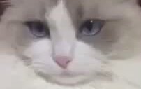 Dişlerini Fırçalatan Şaşkın Kedi